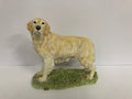 Golden Retriver