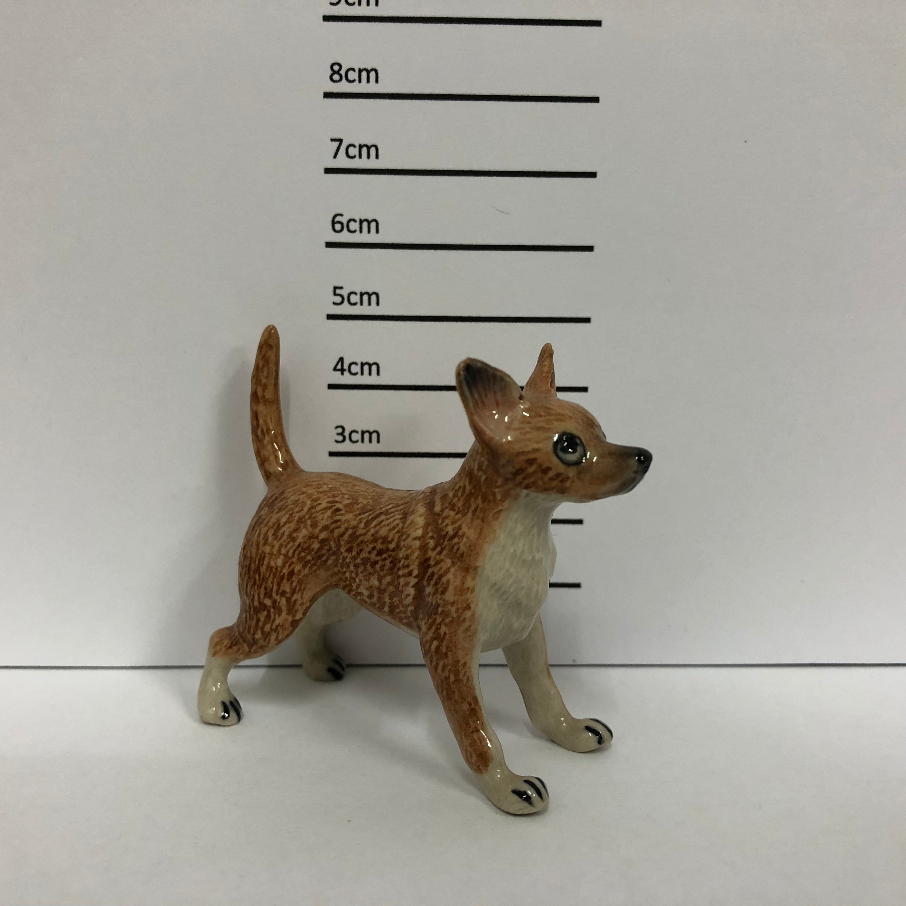 Chihuahua