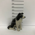 Border Collie Sitting
