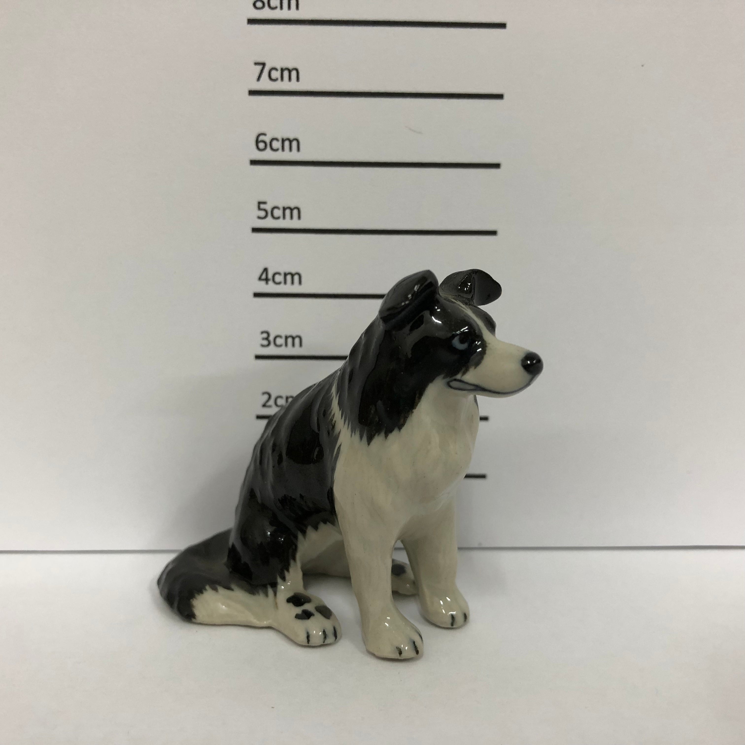 Border Collie Sitting