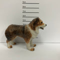 Australian Shepherd