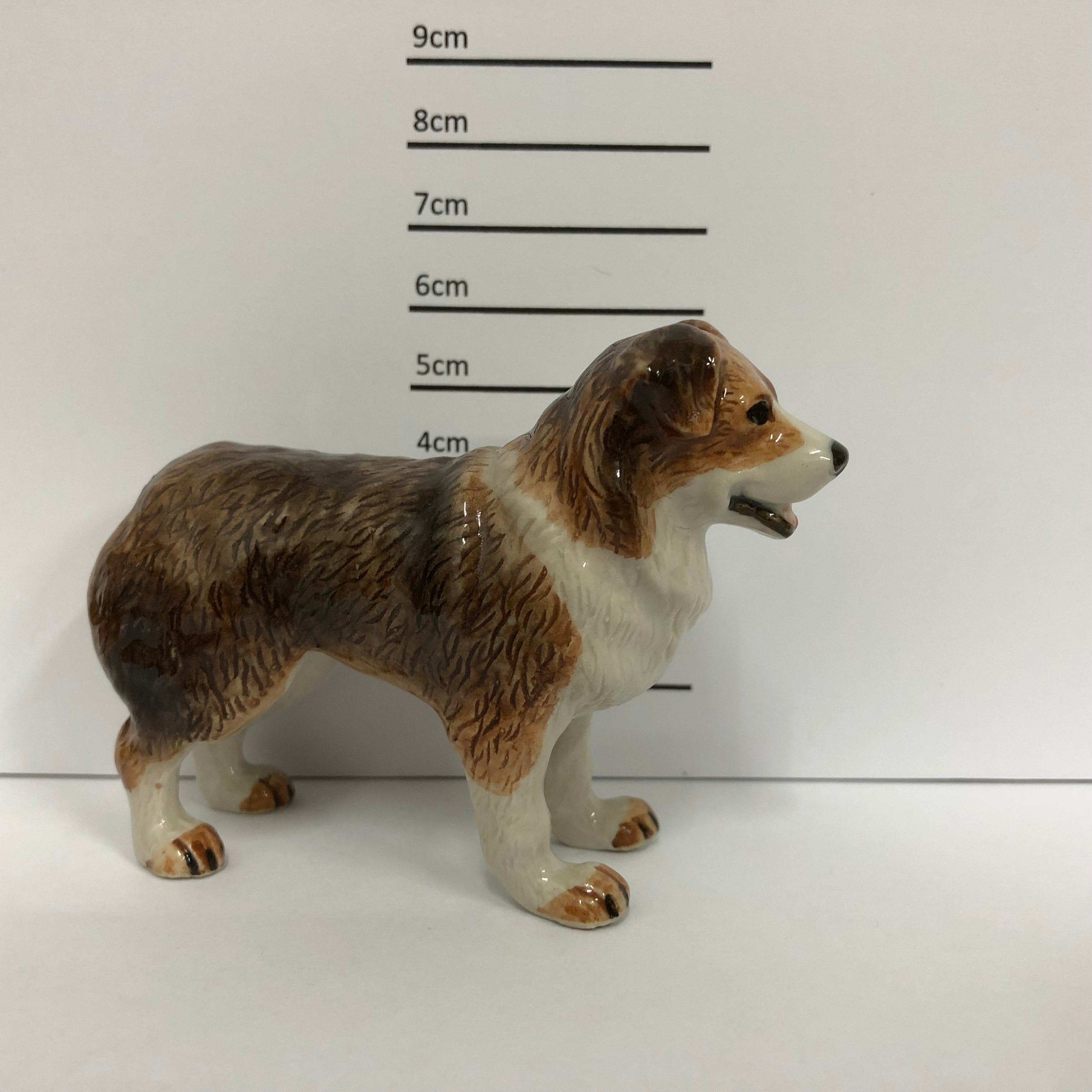 Australian Shepherd