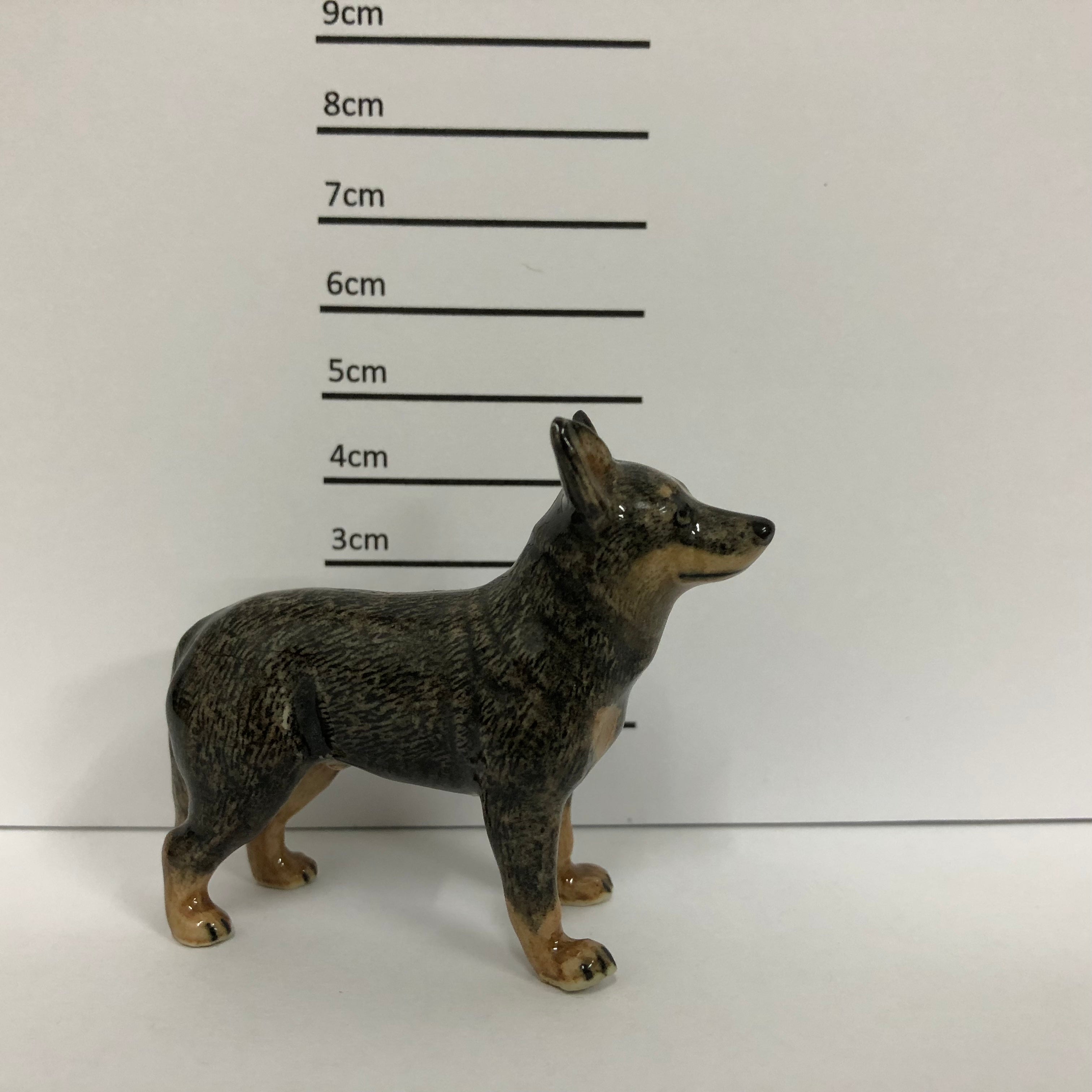 Blue Heeler Standing