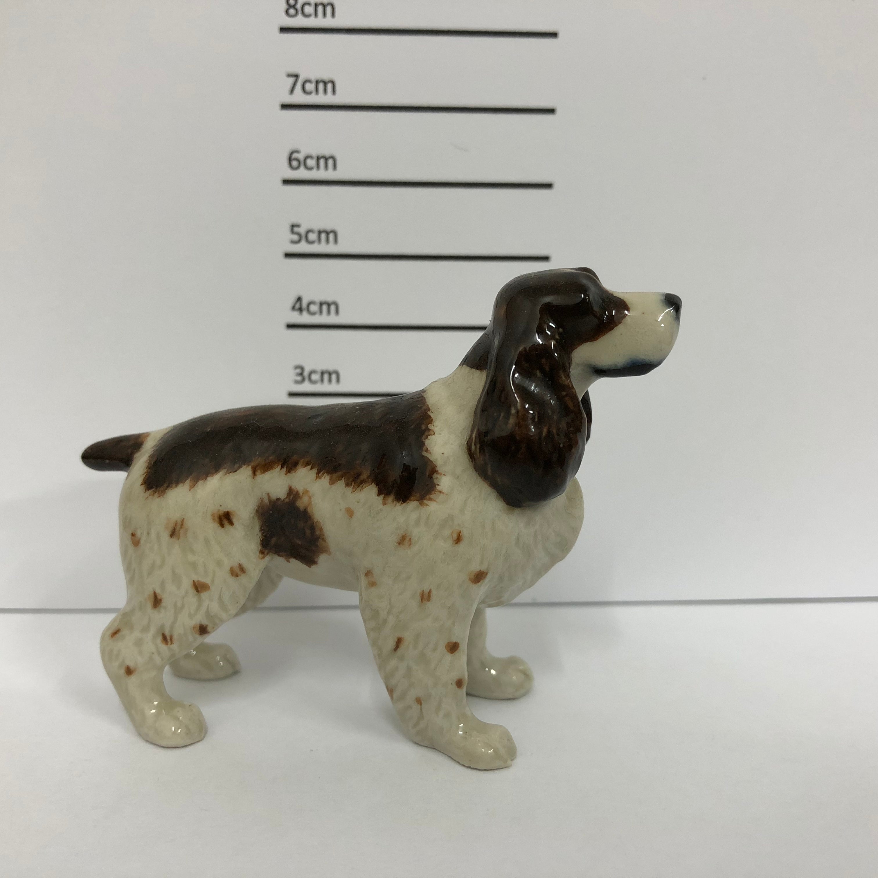 Spinger Spaniel