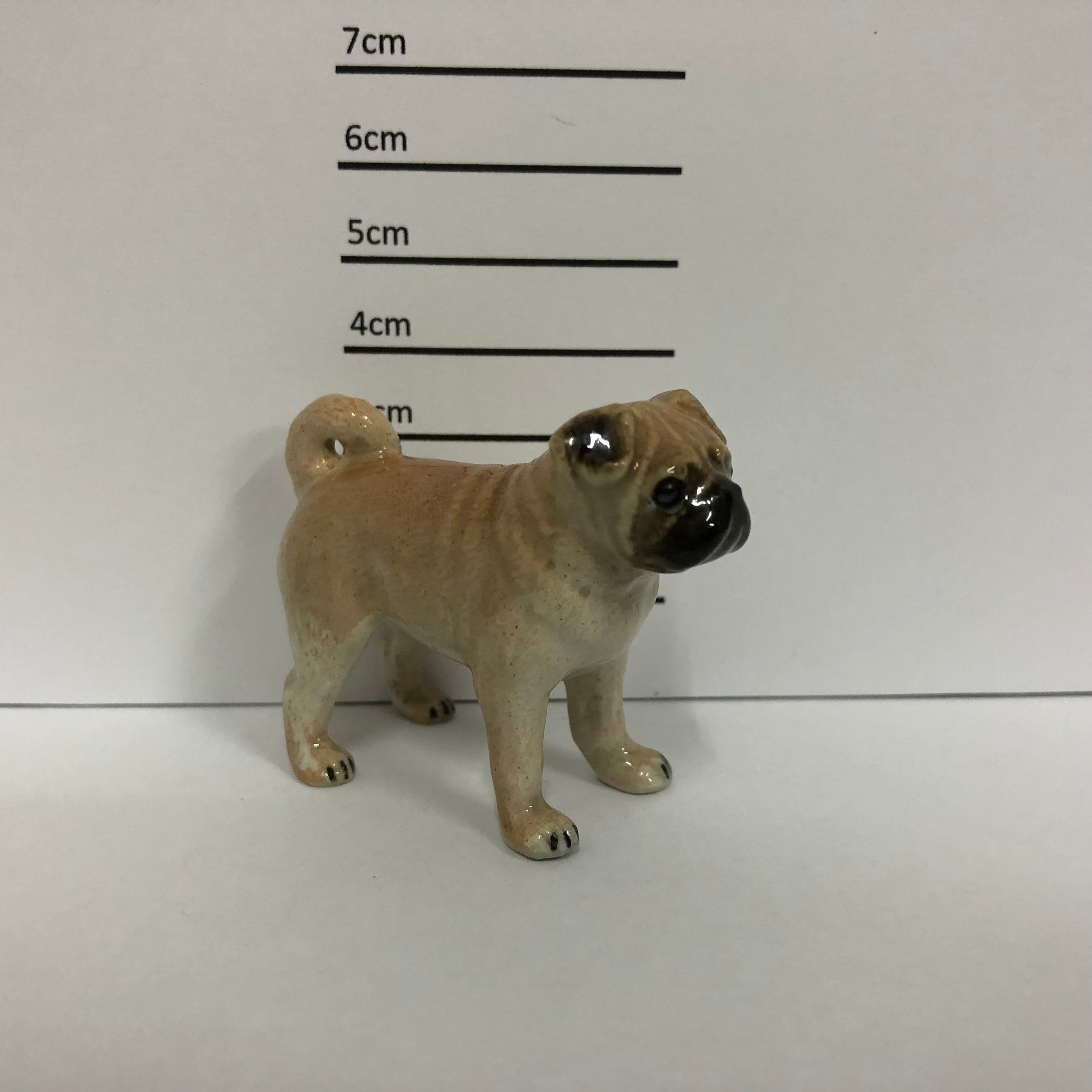 Pug Standing