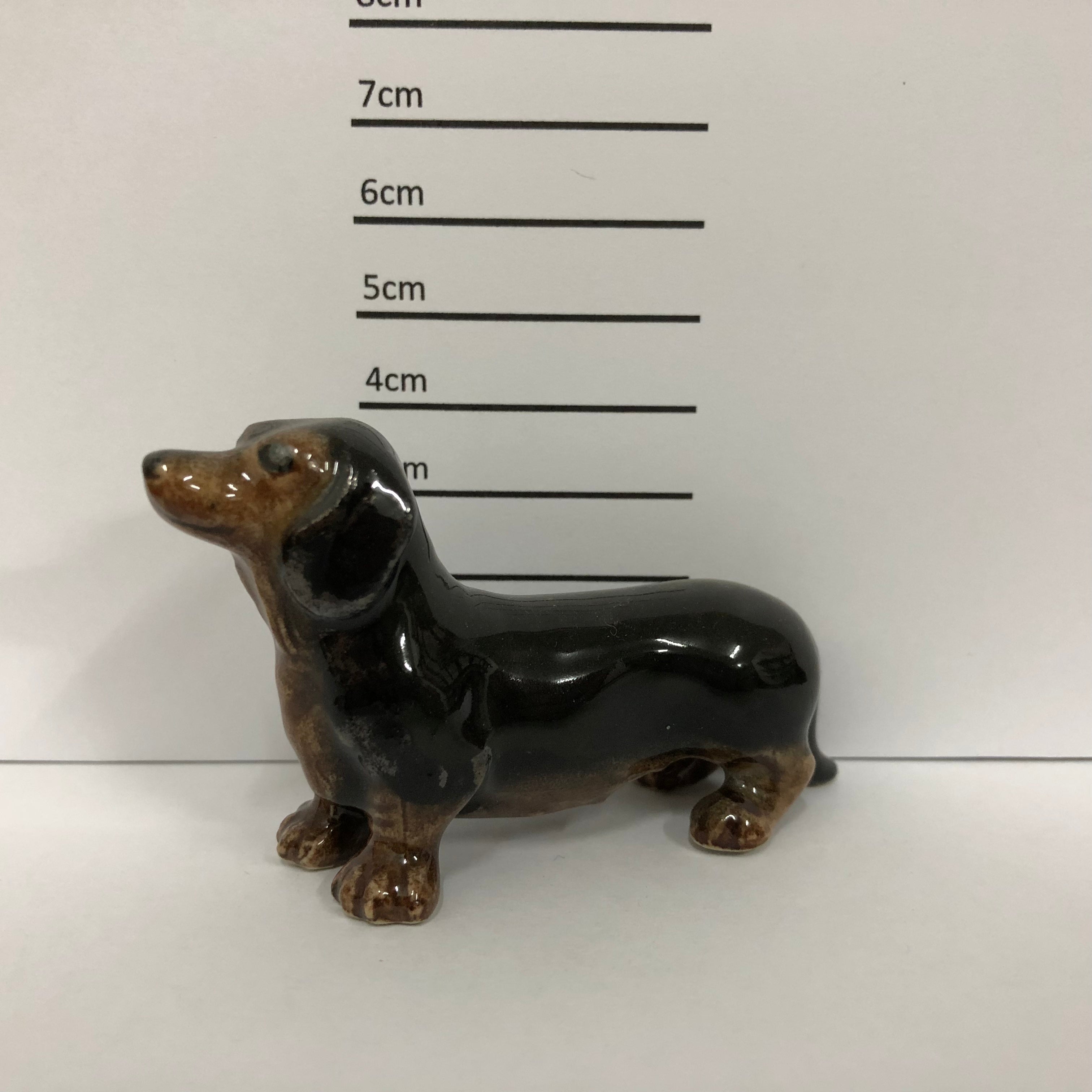 Dachshund