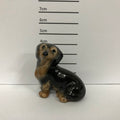 Dachshund Sitting