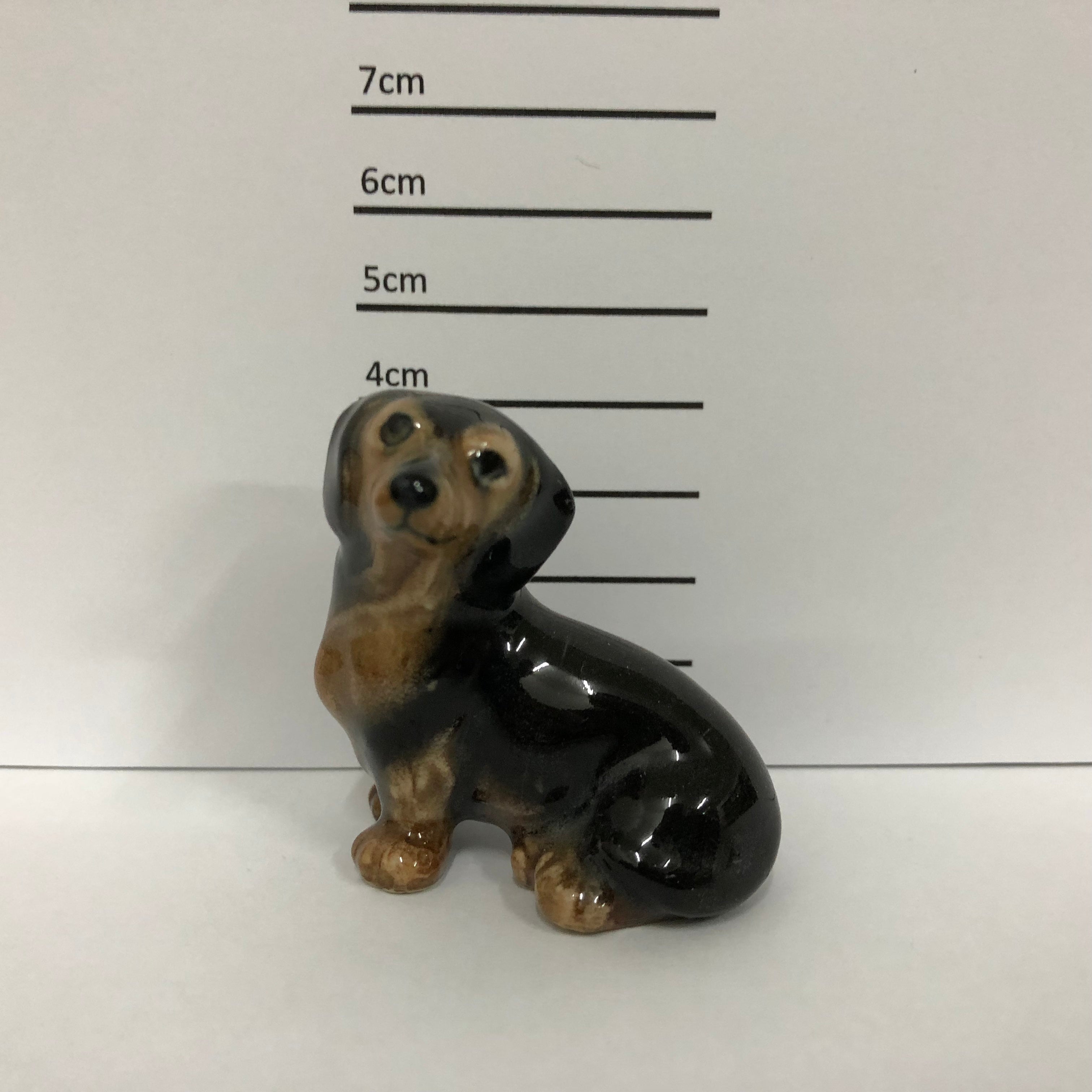 Dachshund Sitting