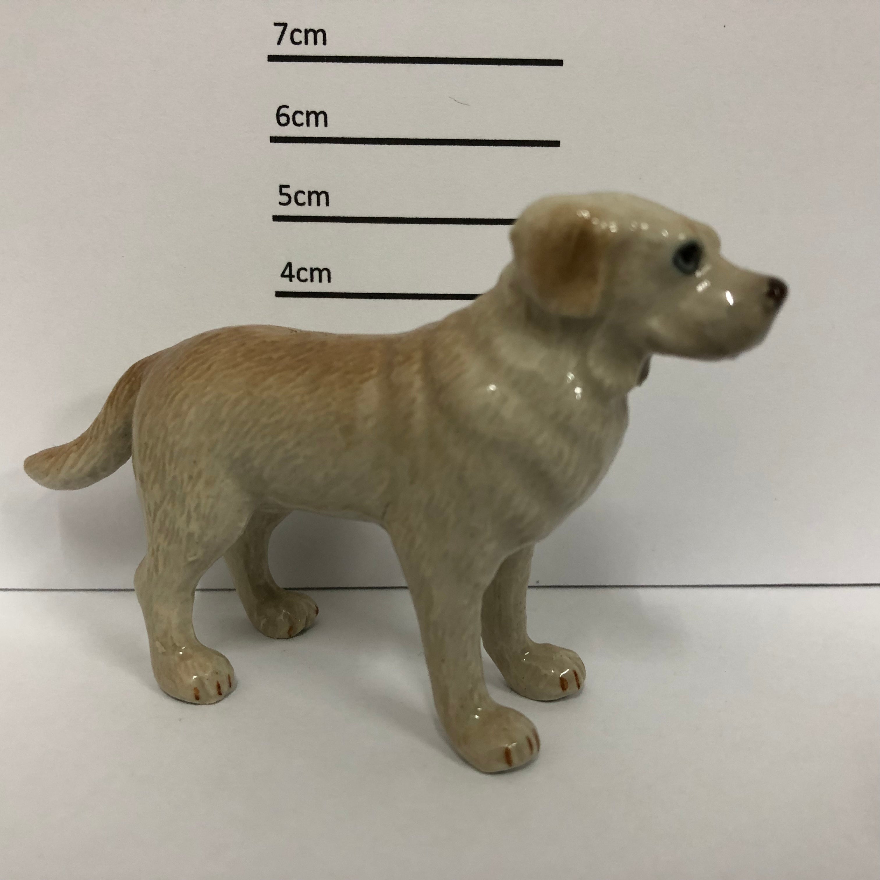 Labrador