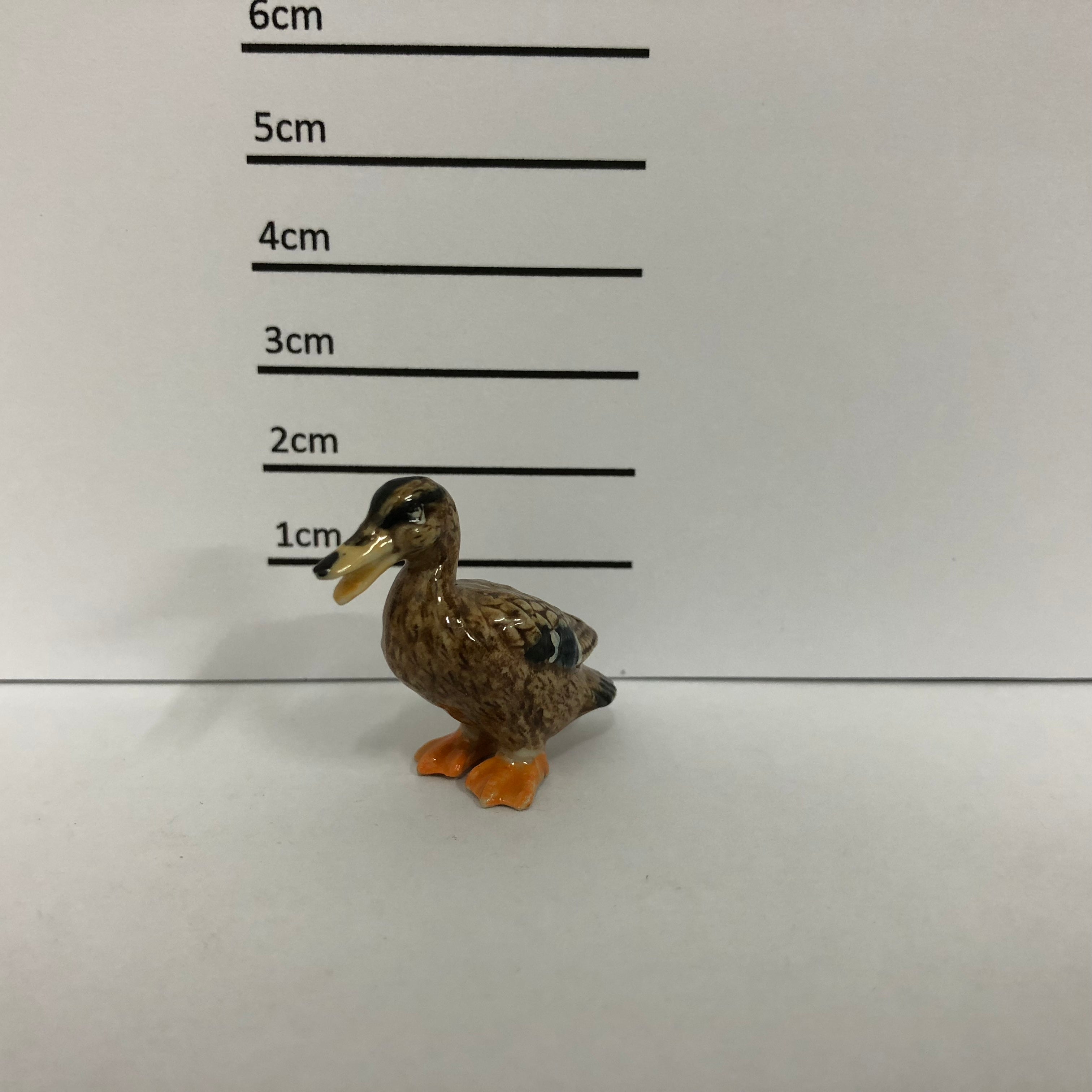 Ducks
