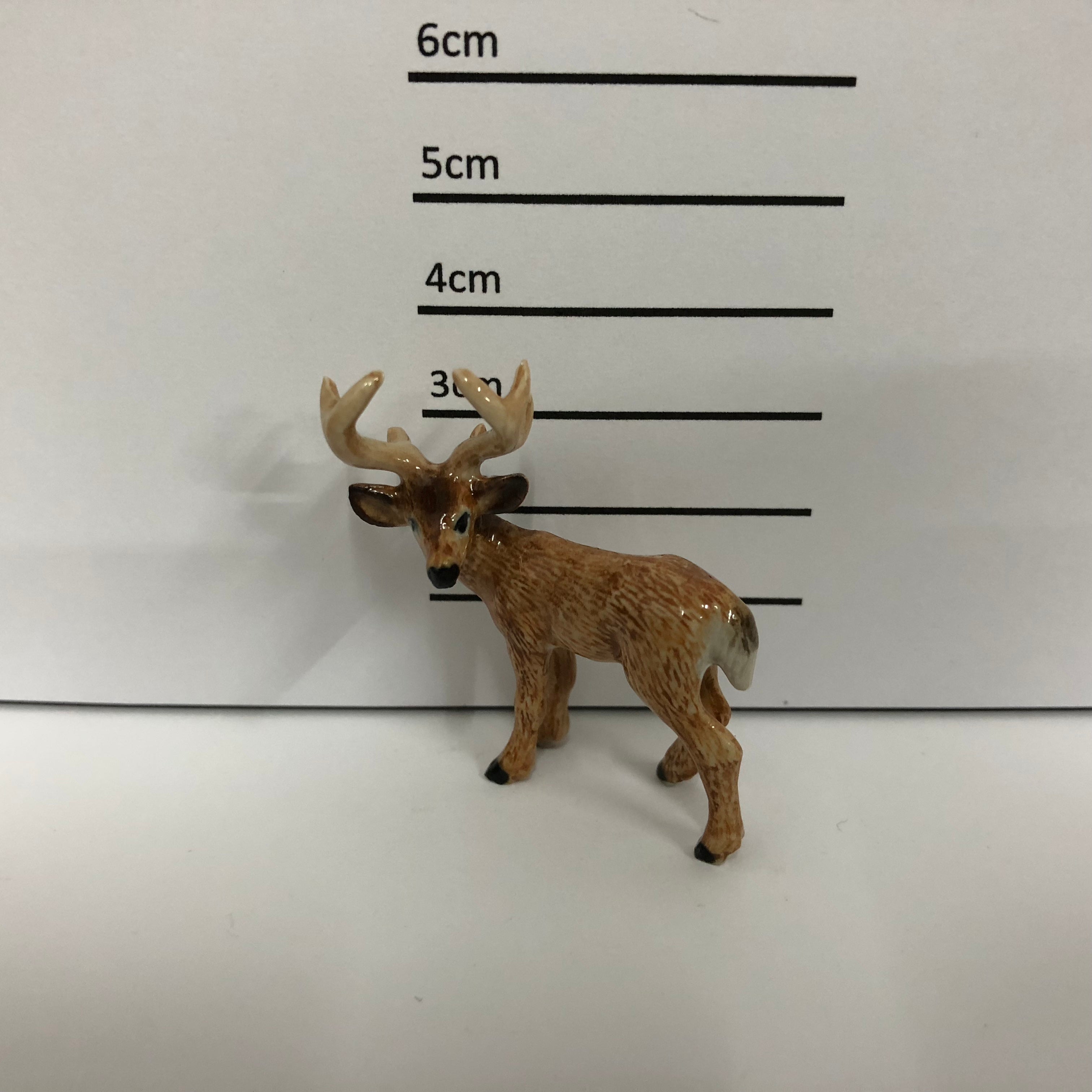Deer