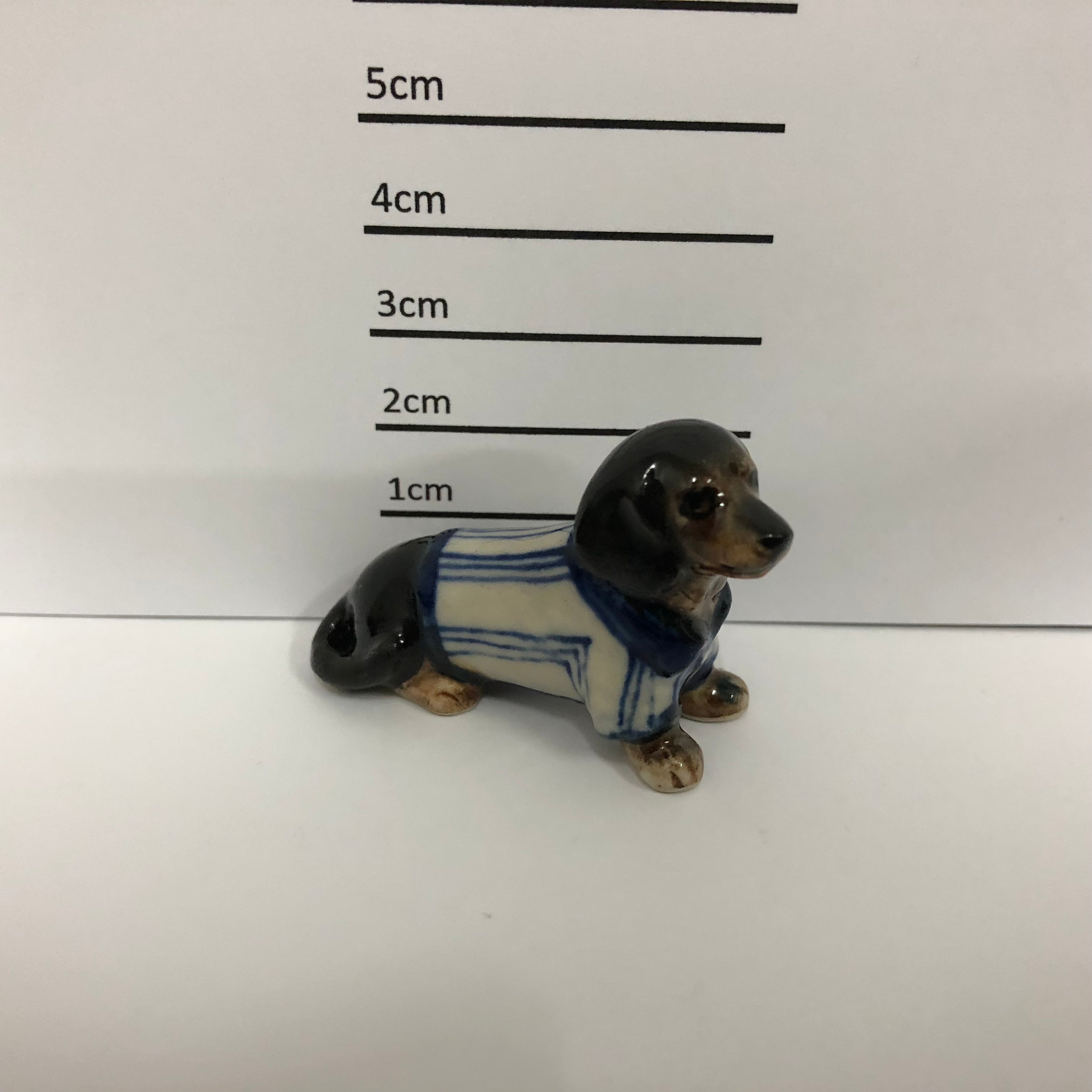 Dachshund With Jacket