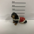 Dachshund With Jacket