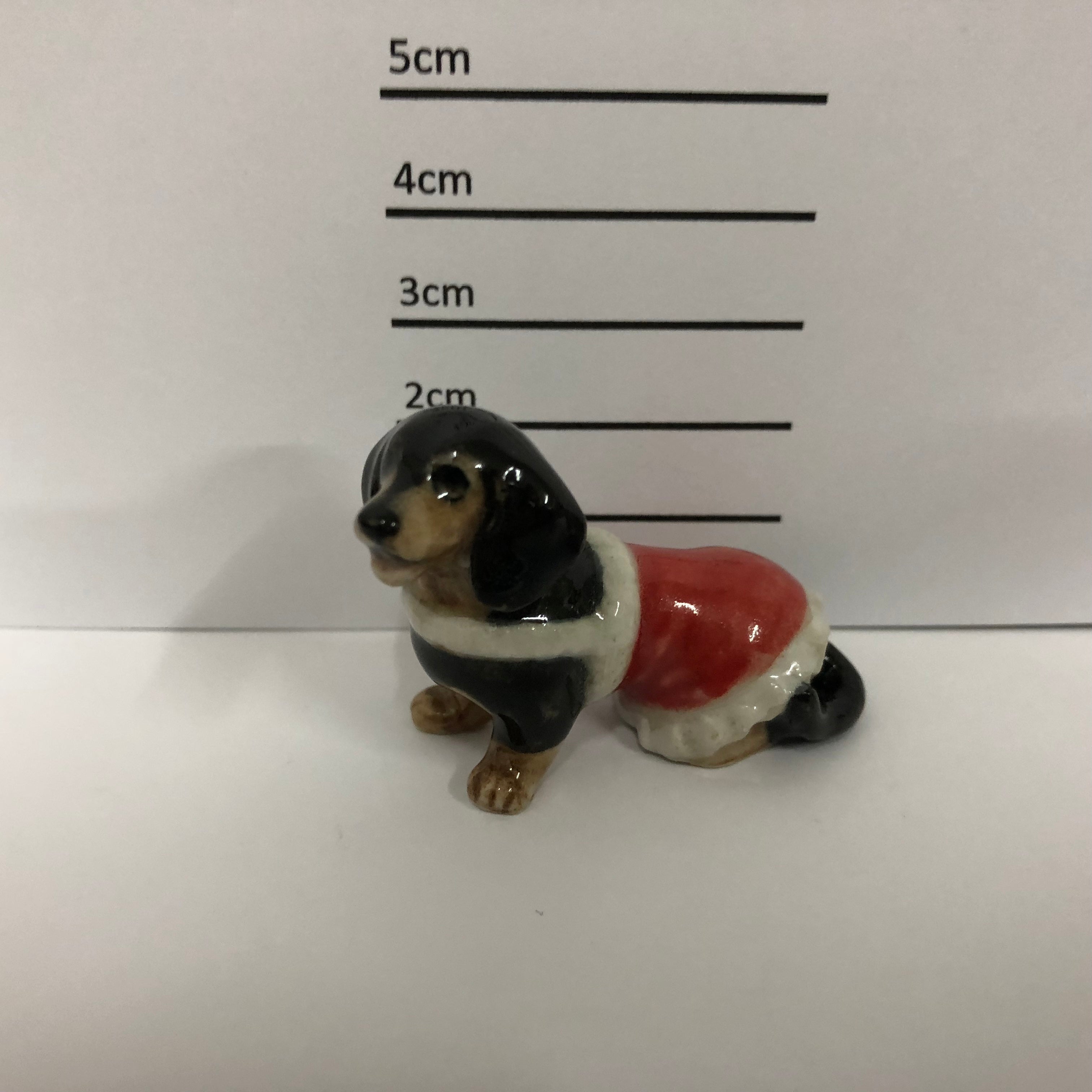 Dachshund With Jacket