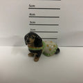 Dachshund With Jacket