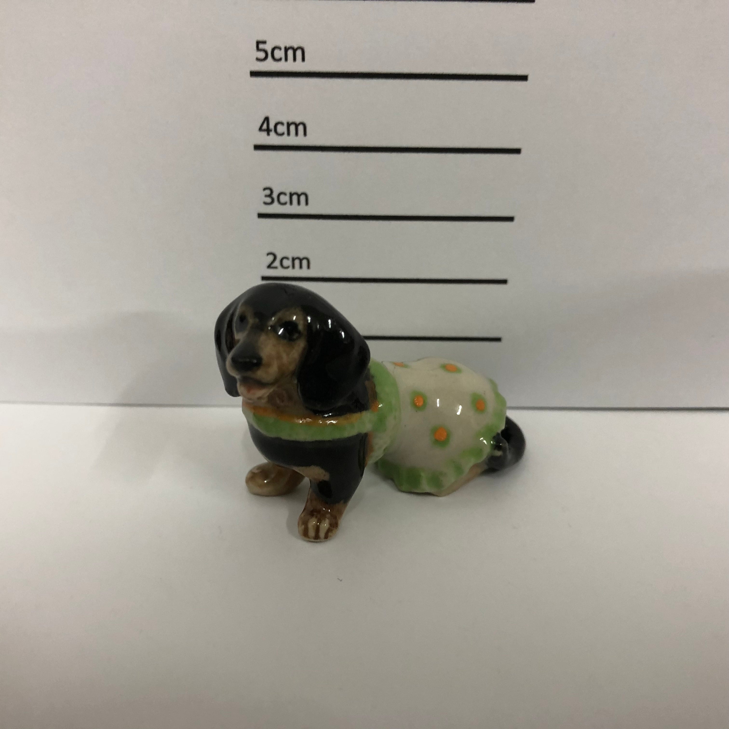 Dachshund With Jacket