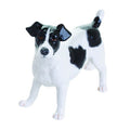 Jack Russell Black & White