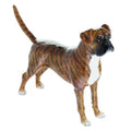 Boxer