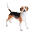 Foxhound