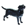 Black Labrador