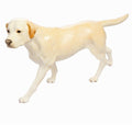 Labrador